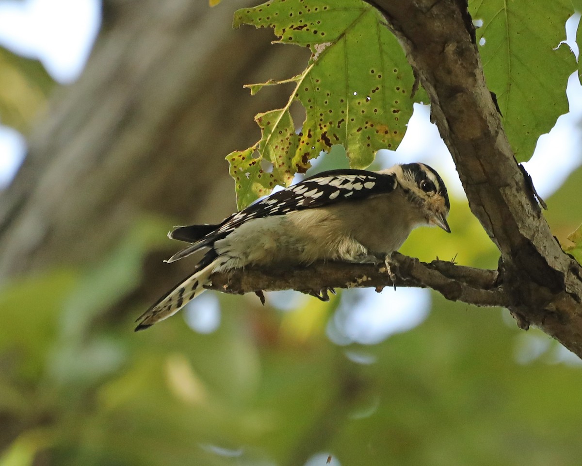 Downy Woodpecker - Susan Burkhart