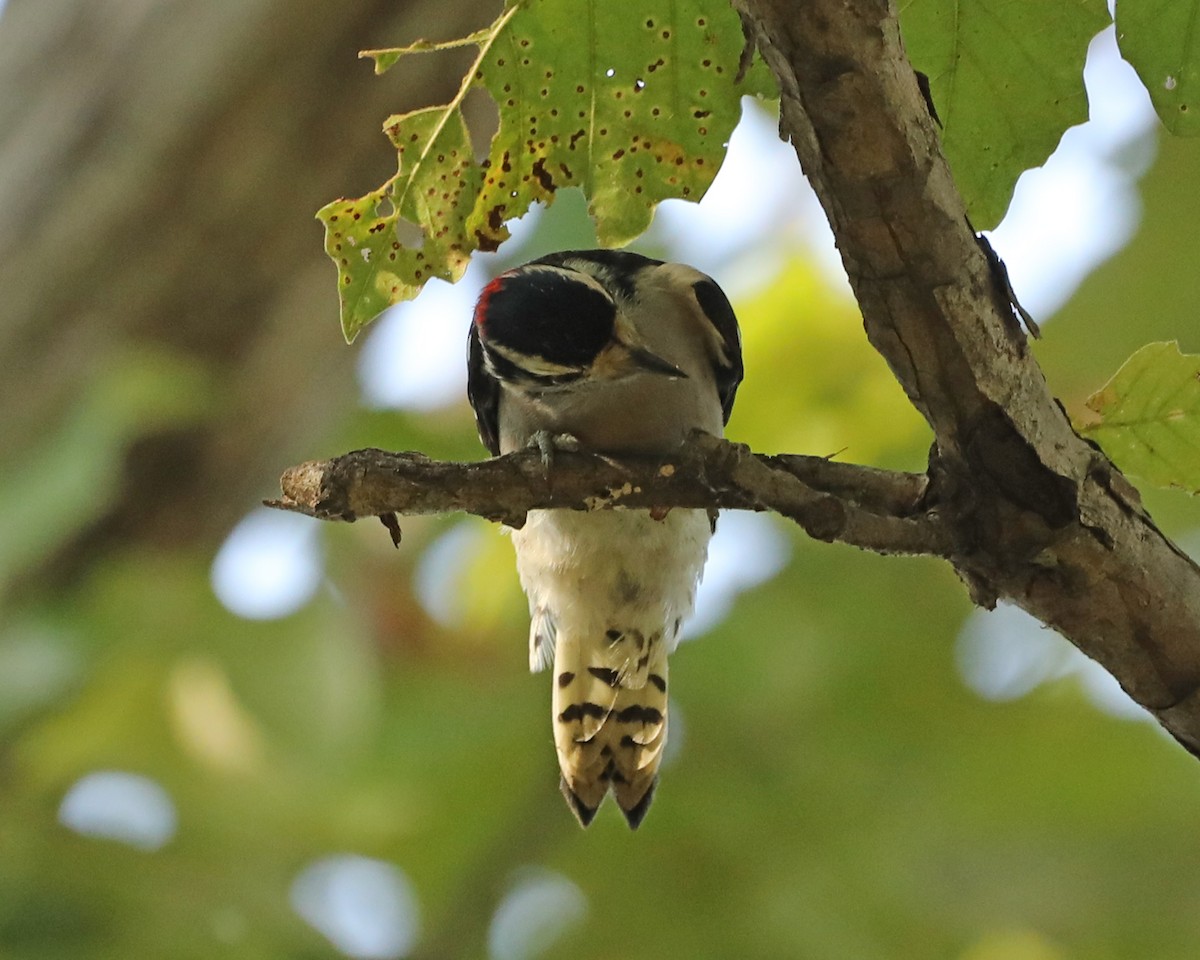 Downy Woodpecker - ML624056309