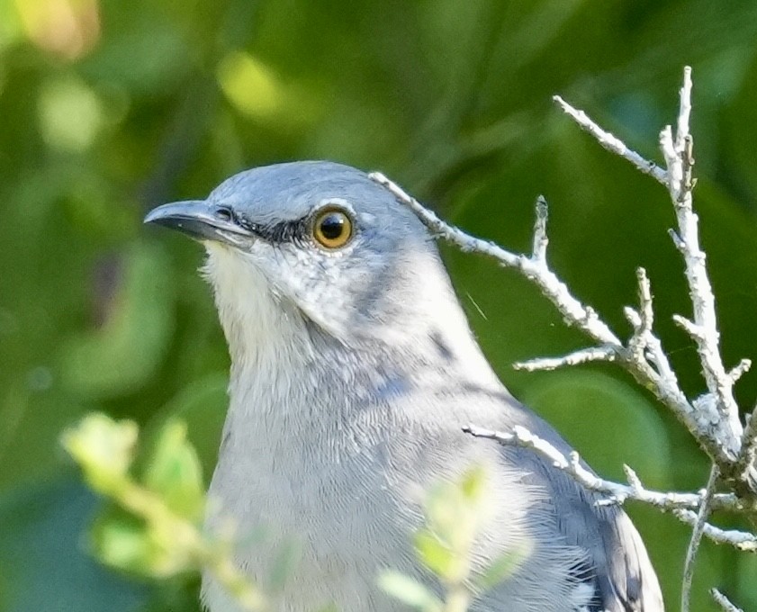 Northern Mockingbird - ML624056364