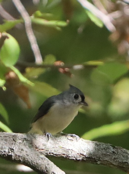 Tufted Titmouse - ML624056371