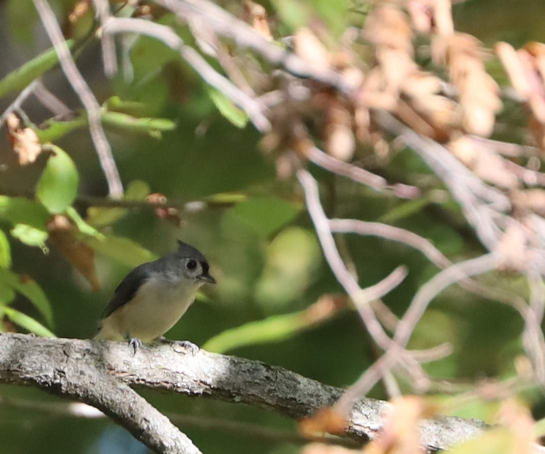 Tufted Titmouse - ML624056372