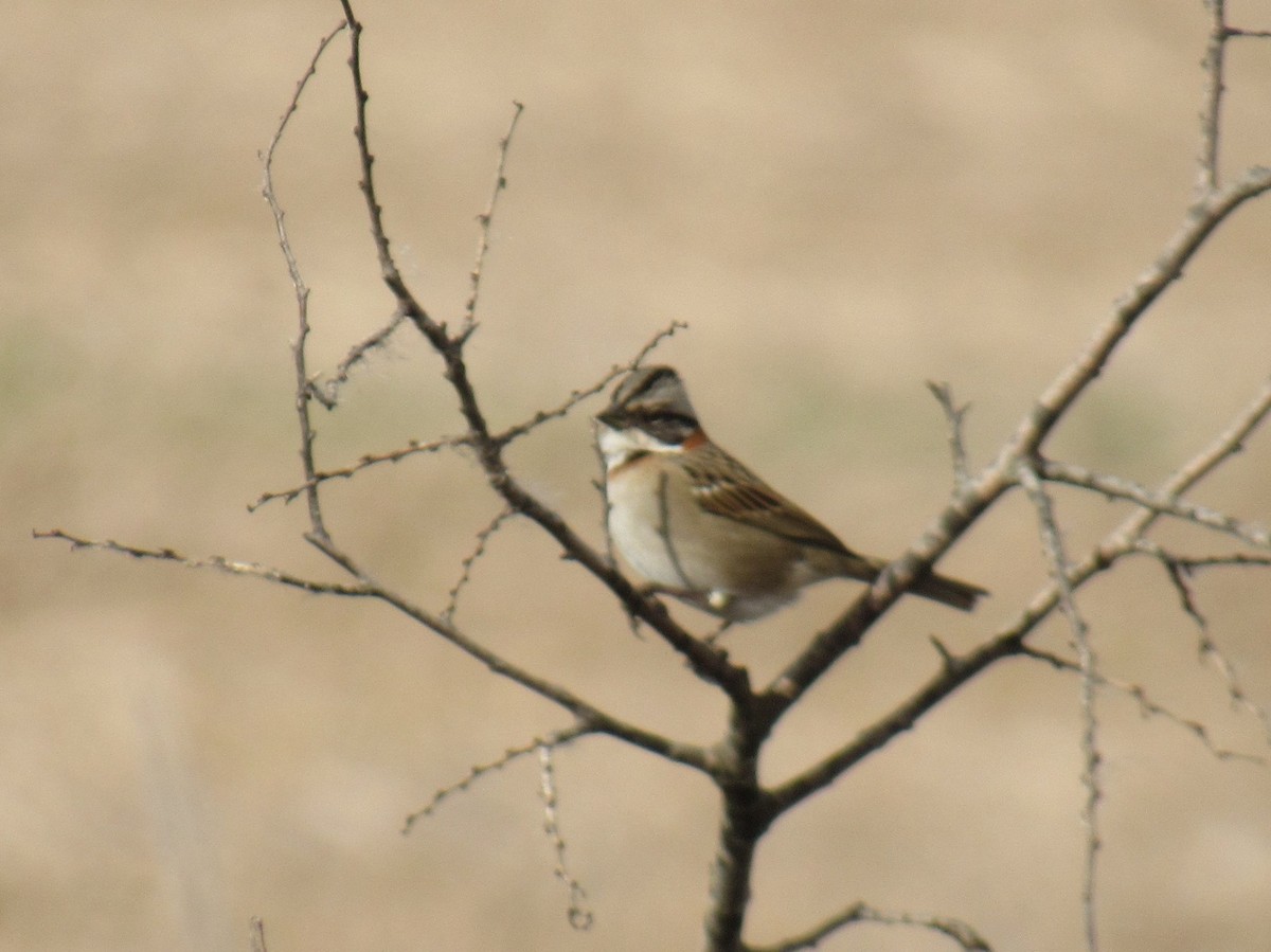 Rufous-collared Sparrow - ML624056415