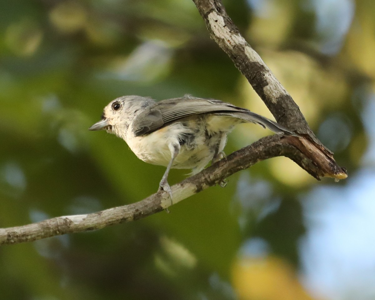 Tufted Titmouse - ML624056417