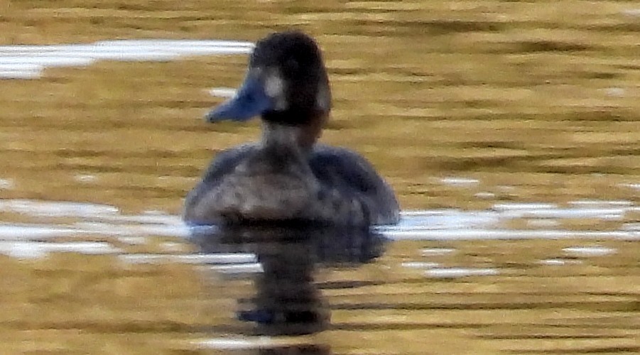 Lesser Scaup - ML624056423