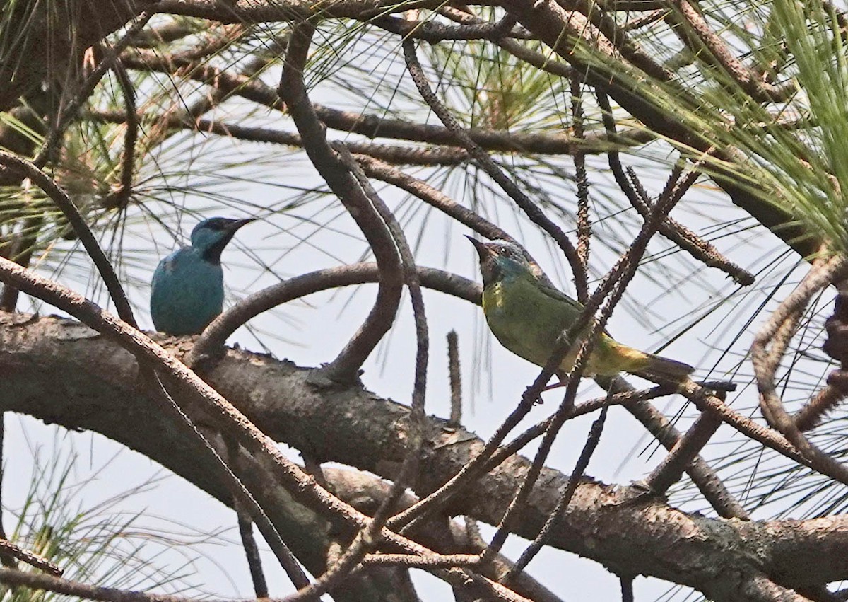 Blue Dacnis - ML624056435