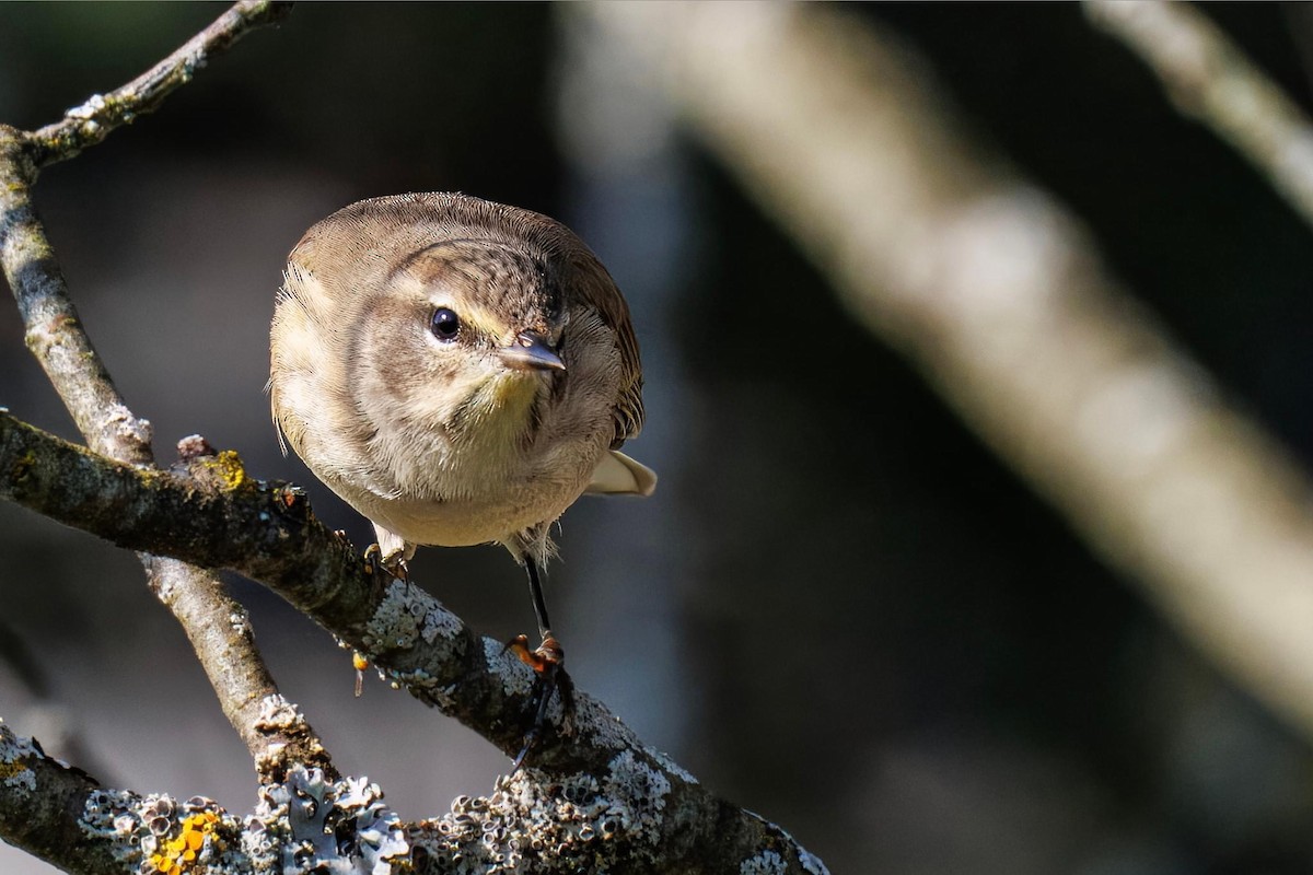 Palm Warbler - ML624056438