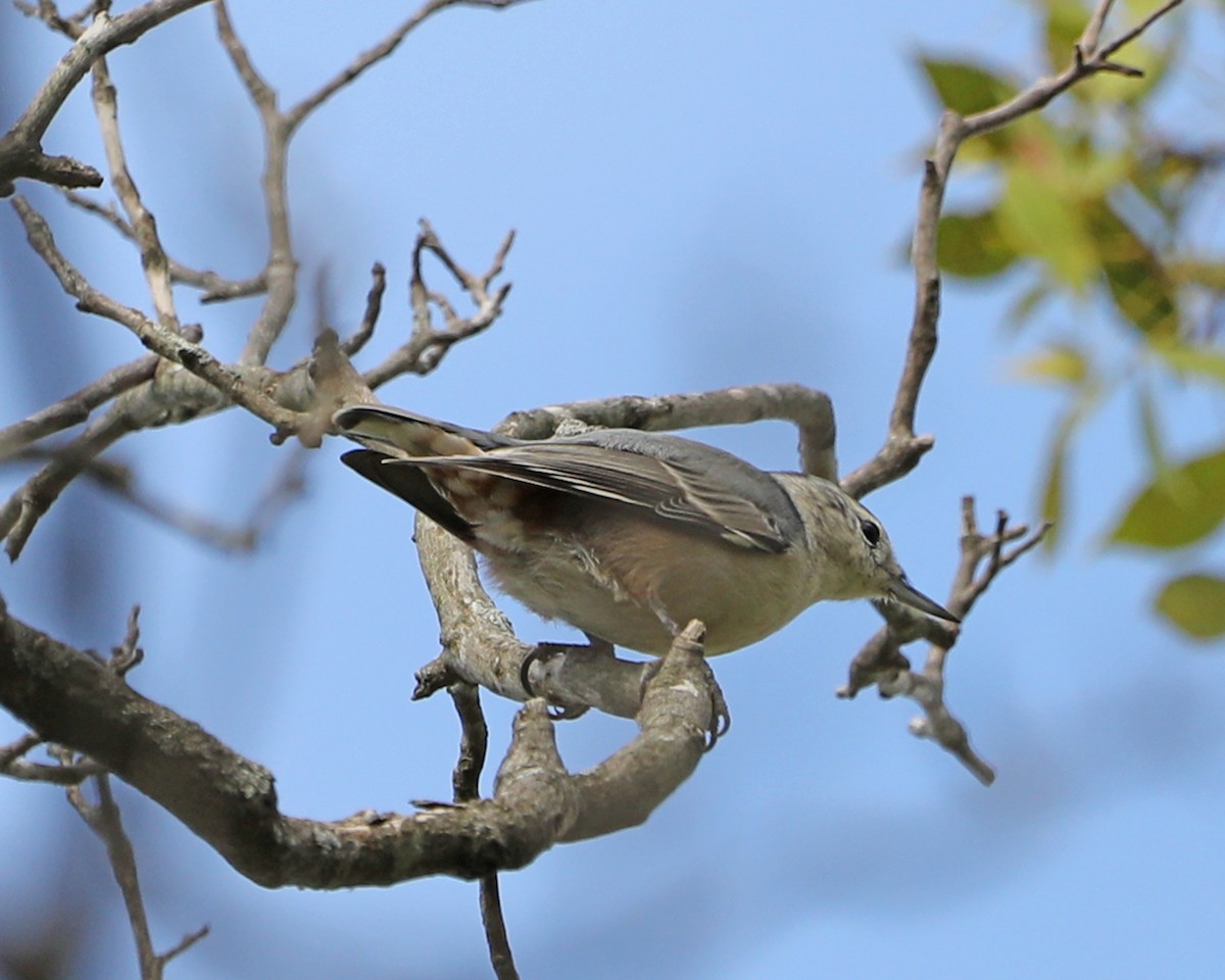 White-breasted Nuthatch - ML624056442