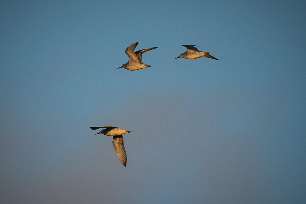 Red Knot - ML624056443