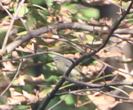 Philadelphia Vireo - ML624056446