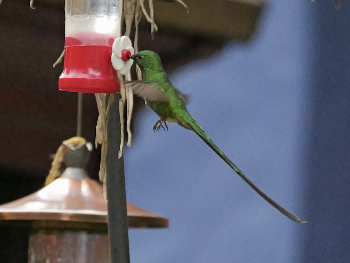 Black-tailed Trainbearer - ML624056450