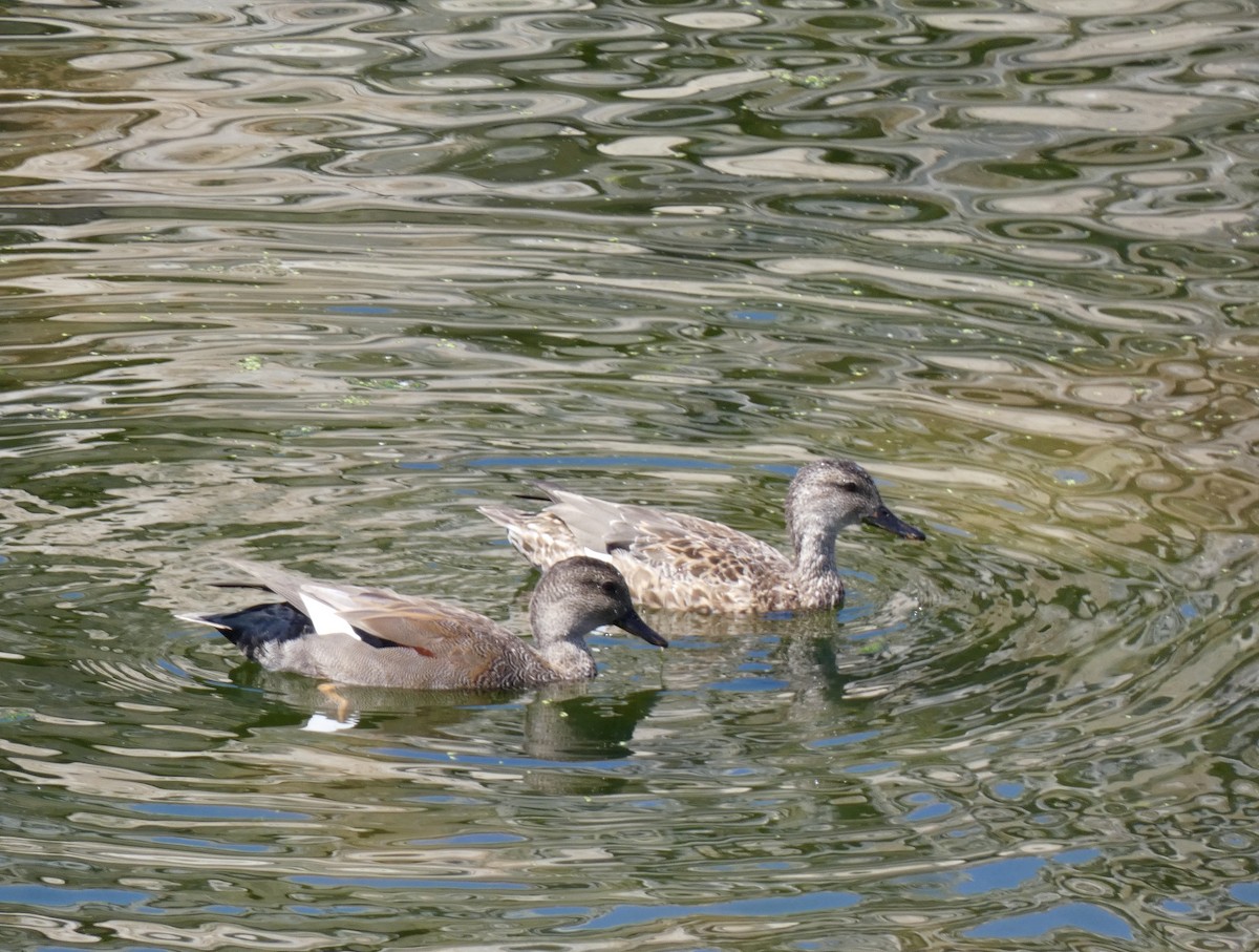 Gadwall - ML624056456