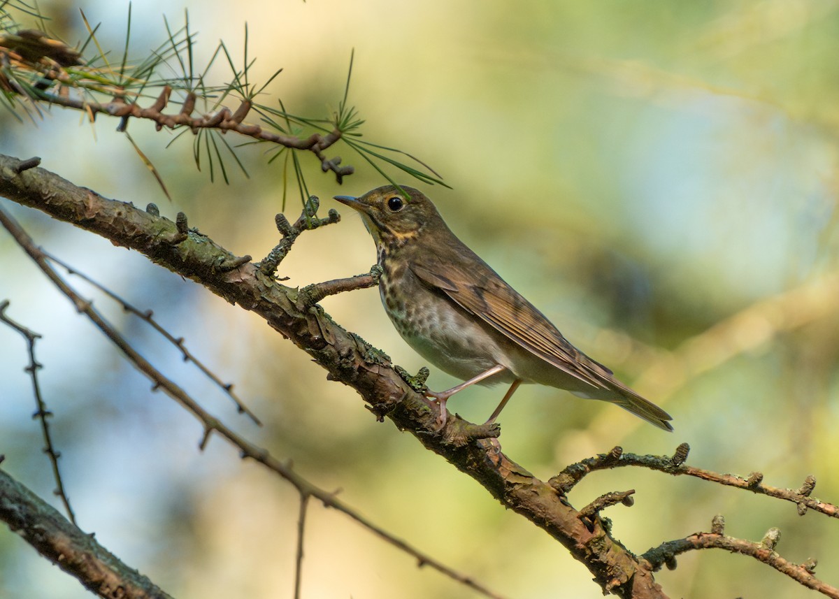 Swainson's Thrush - Dori Eldridge