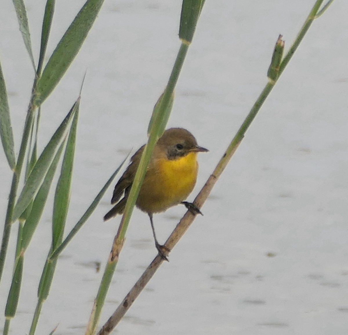 Common Yellowthroat - ML624056486