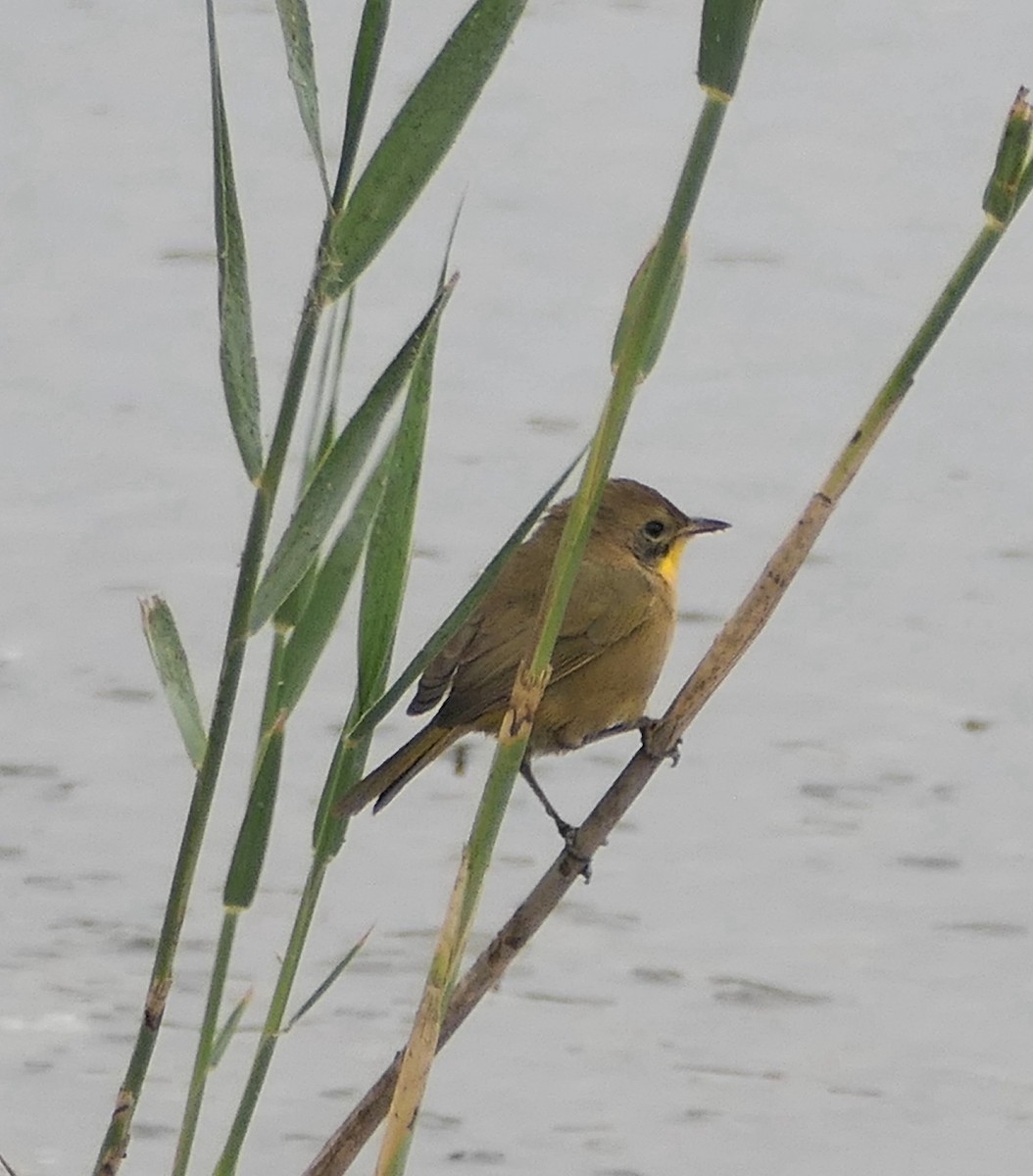 Common Yellowthroat - ML624056491