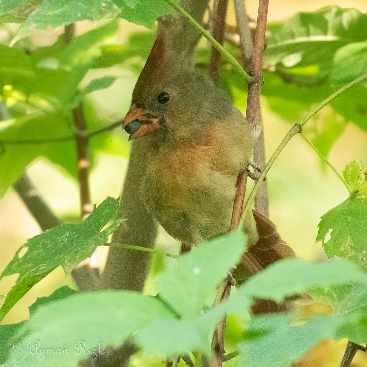 Northern Cardinal - ML624056493