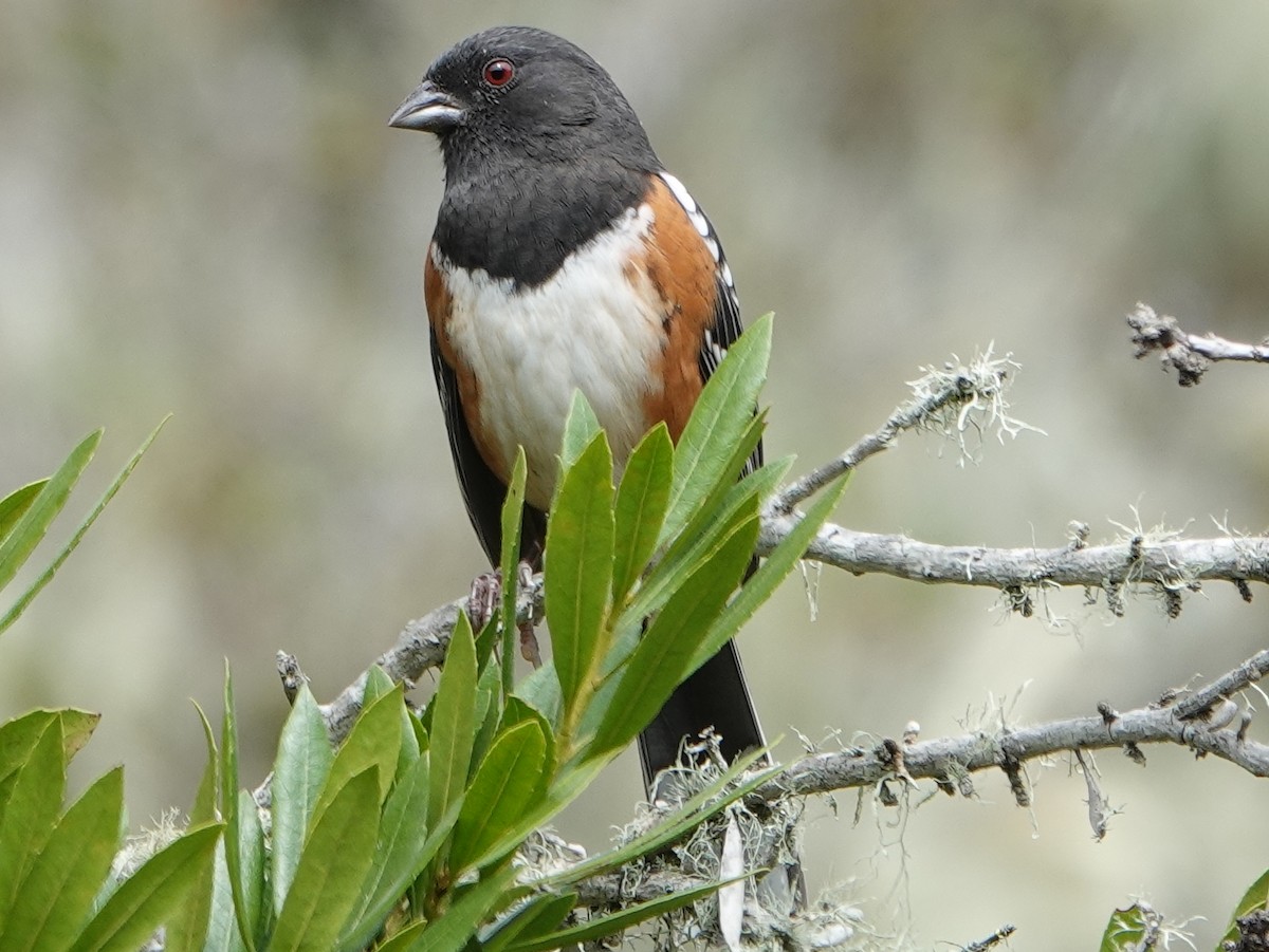 Spotted Towhee - ML624056498