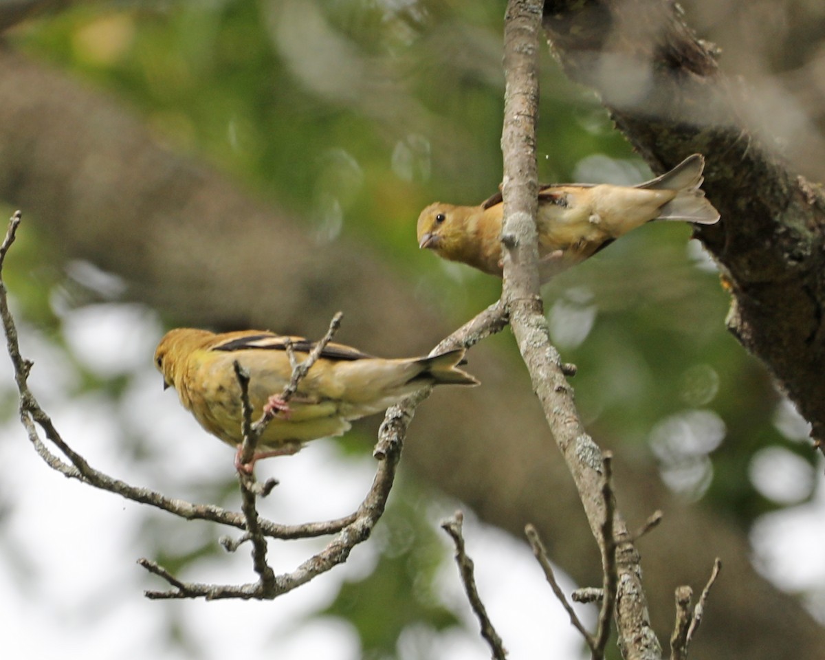 American Goldfinch - ML624056504