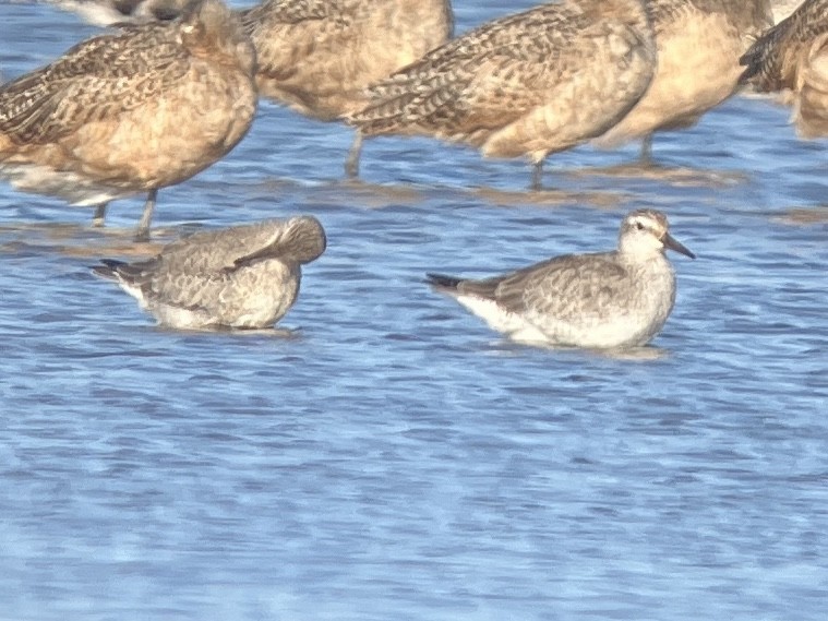 Red Knot - ML624056507