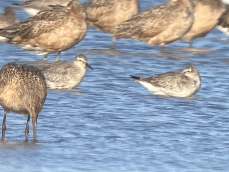 Red Knot - ML624056508