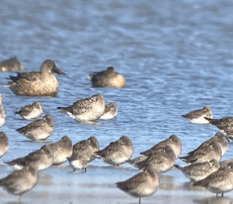 Dunlin - ML624056515