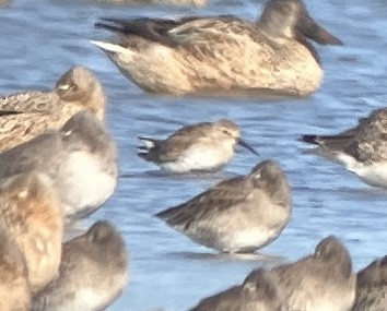 Dunlin - ML624056516