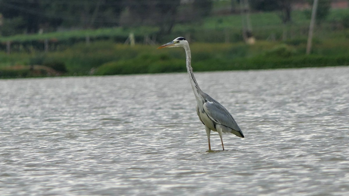 Gray Heron - ML624056518