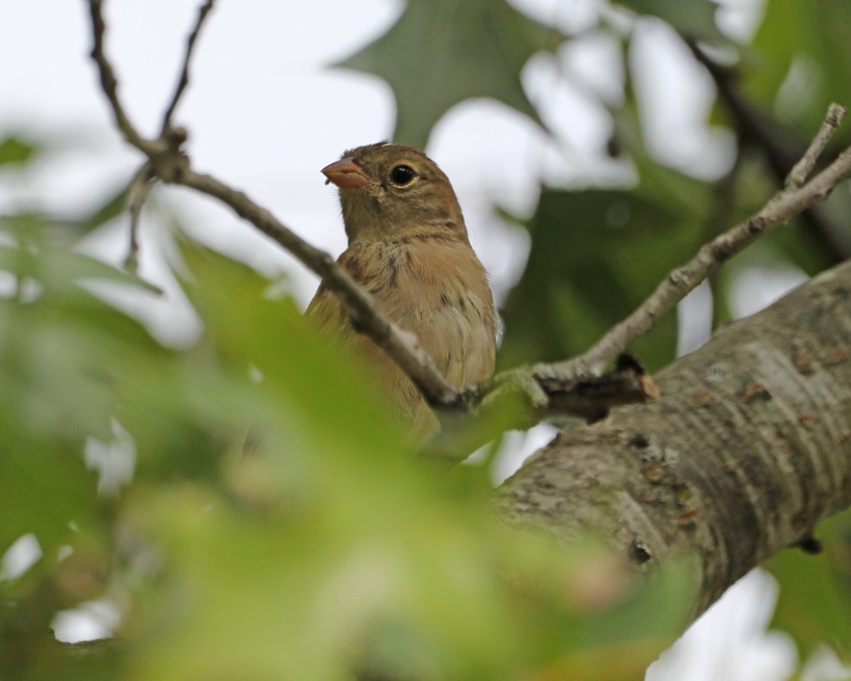 Field Sparrow - ML624056535