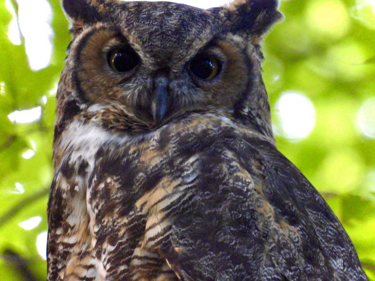 Great Horned Owl - ML624056545