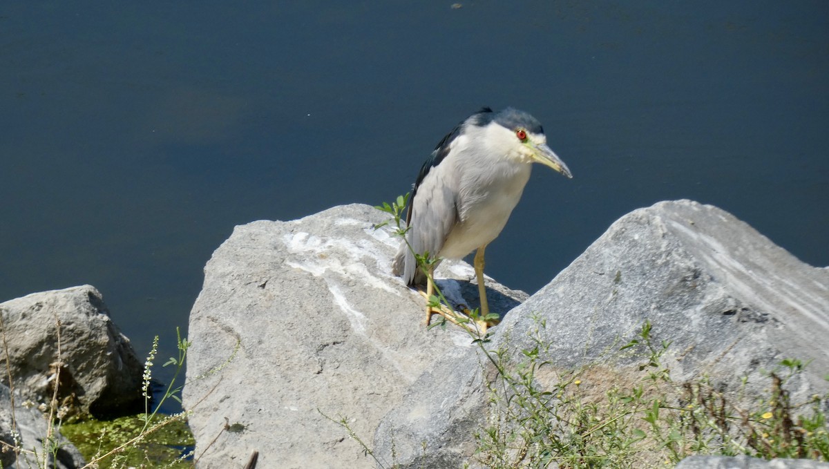 Black-crowned Night Heron - ML624056559