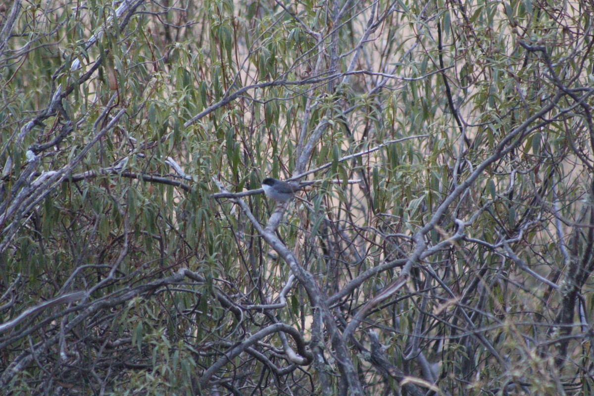 Curruca Cabecinegra - ML624056560