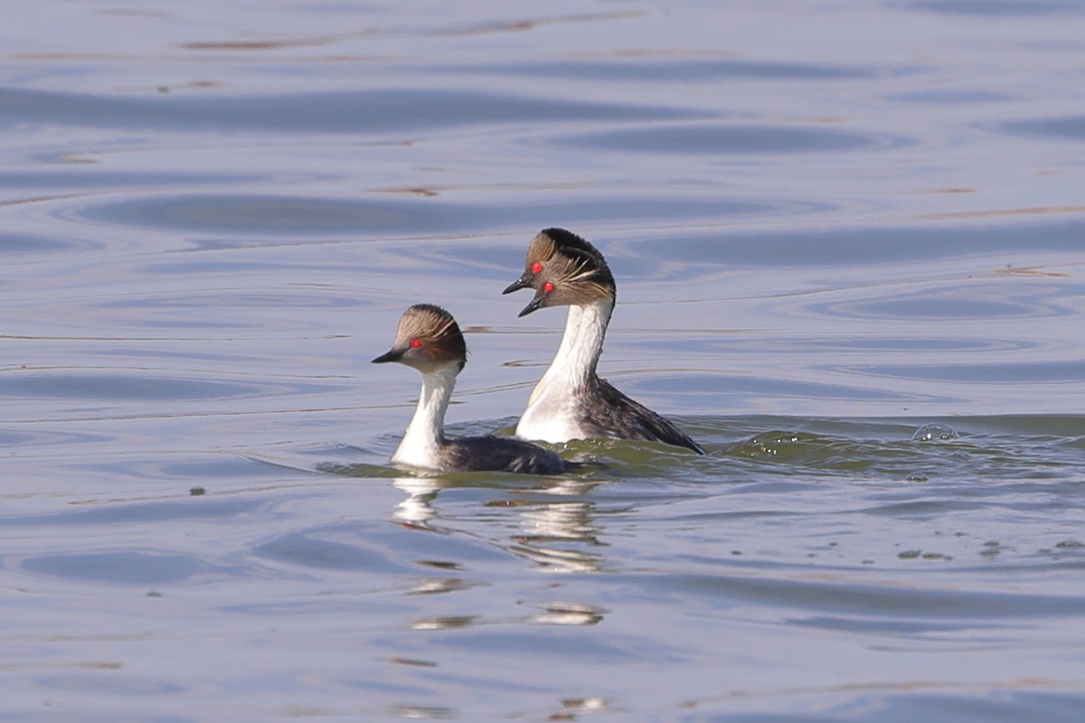 Silvery Grebe - Robert Hagen