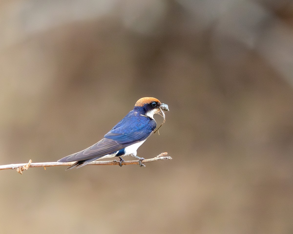 Wire-tailed Swallow - Kari Sasportas