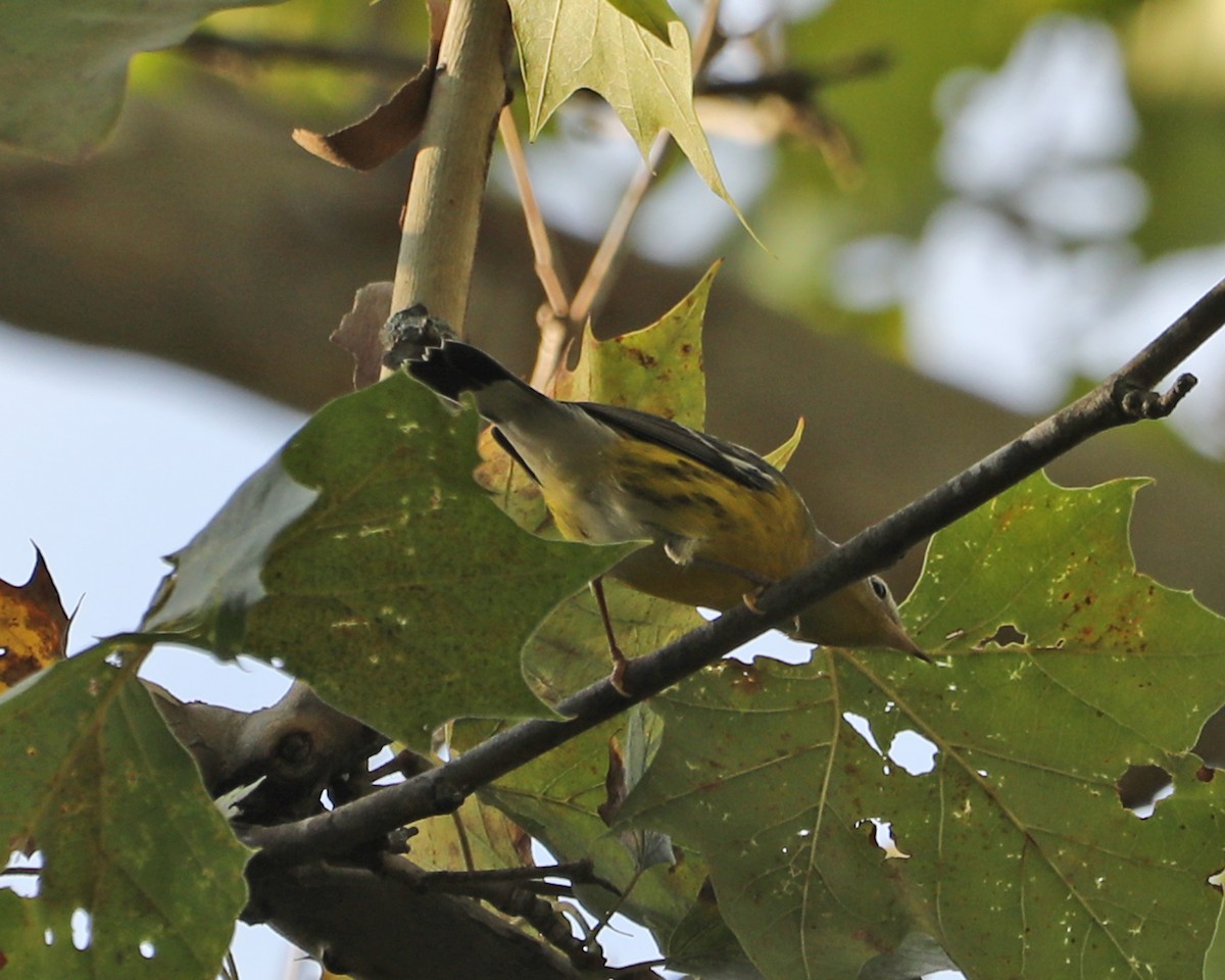 Magnolia Warbler - ML624056584