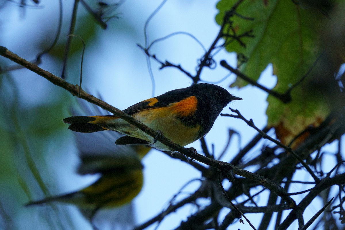 American Redstart - ML624056592