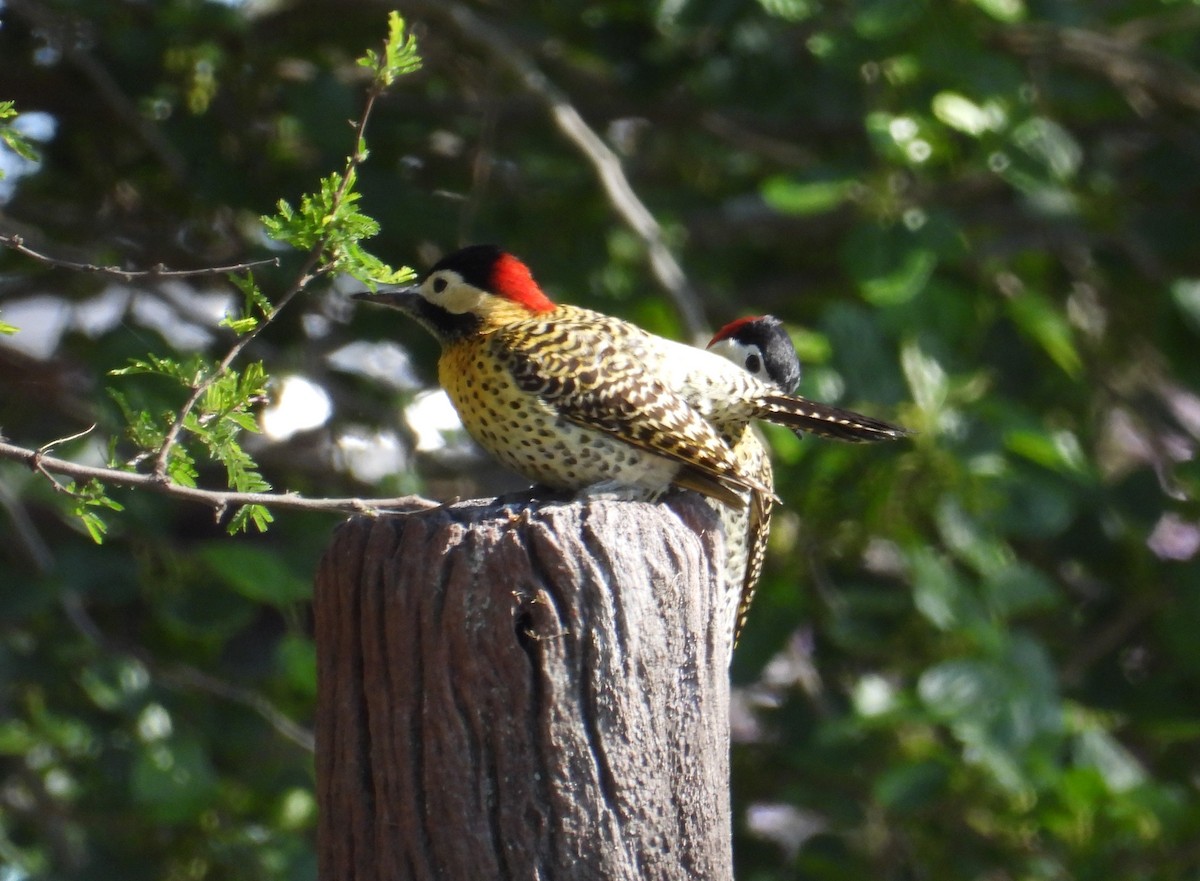 Green-barred Woodpecker - ML624056599