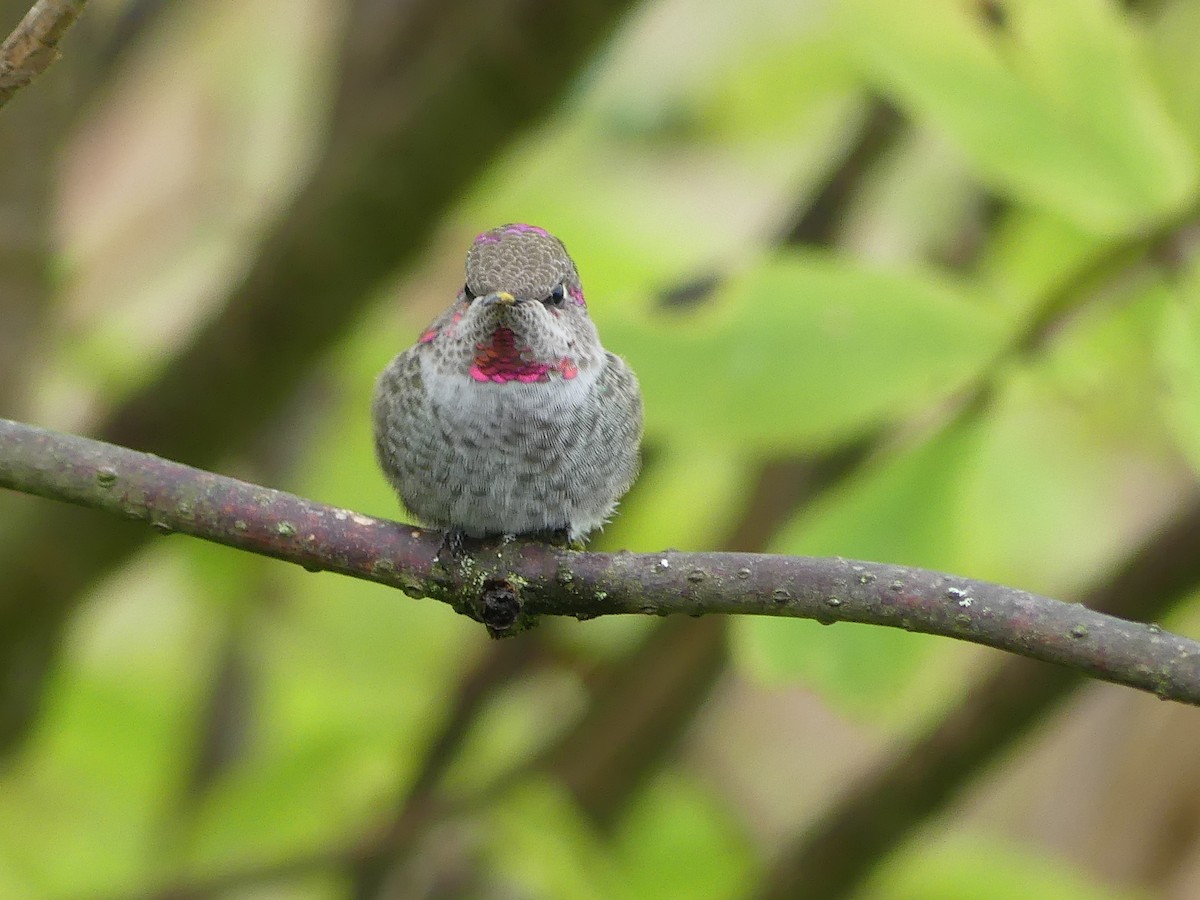 Anna's Hummingbird - Gus van Vliet