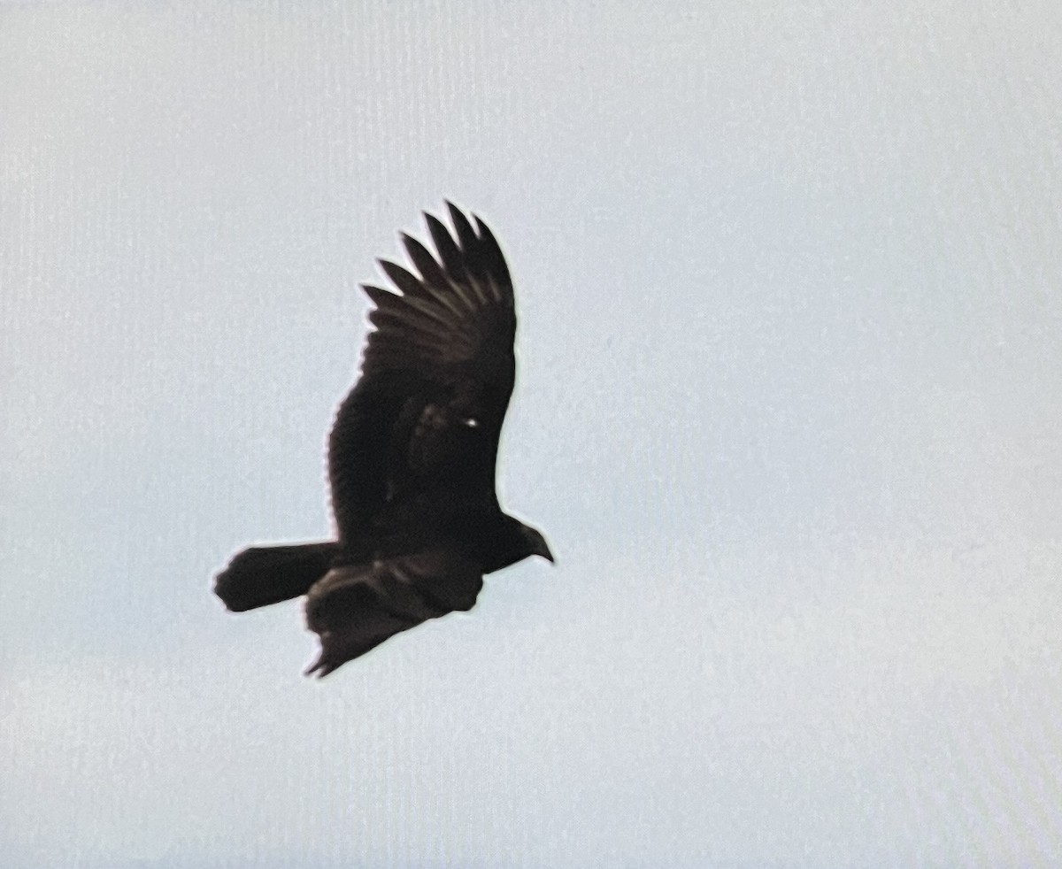 Turkey Vulture - Anonymous