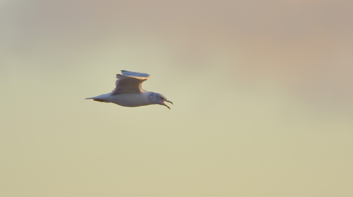 Ring-billed Gull - ML624056640