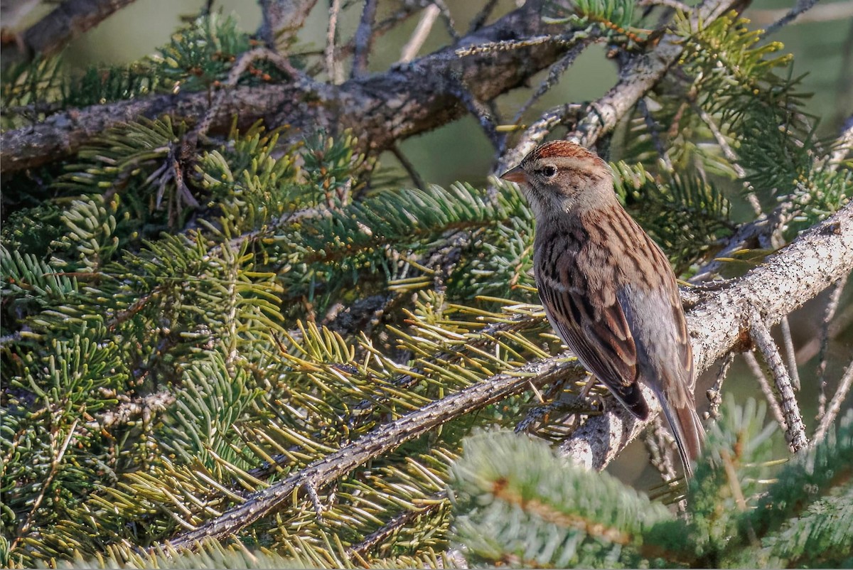 Chipping Sparrow - ML624056649