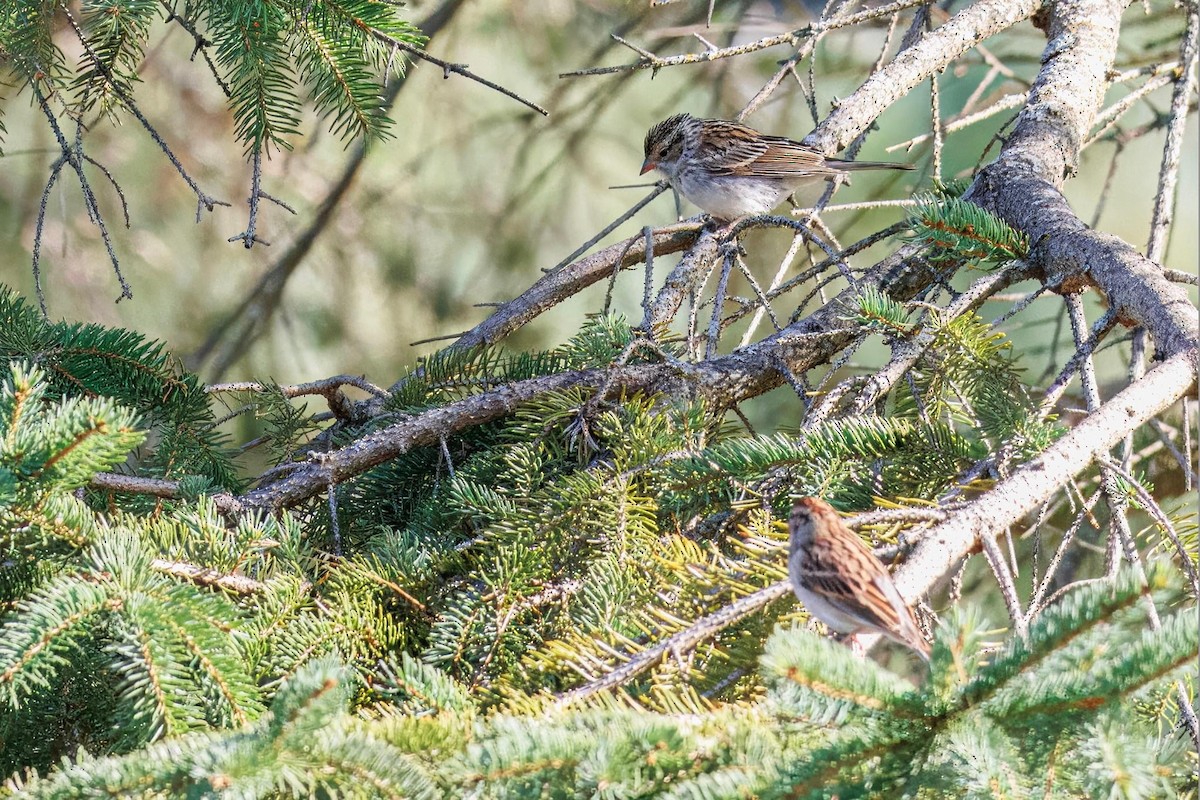 Chipping Sparrow - ML624056650