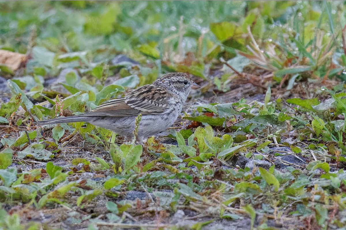 Chipping Sparrow - ML624056651