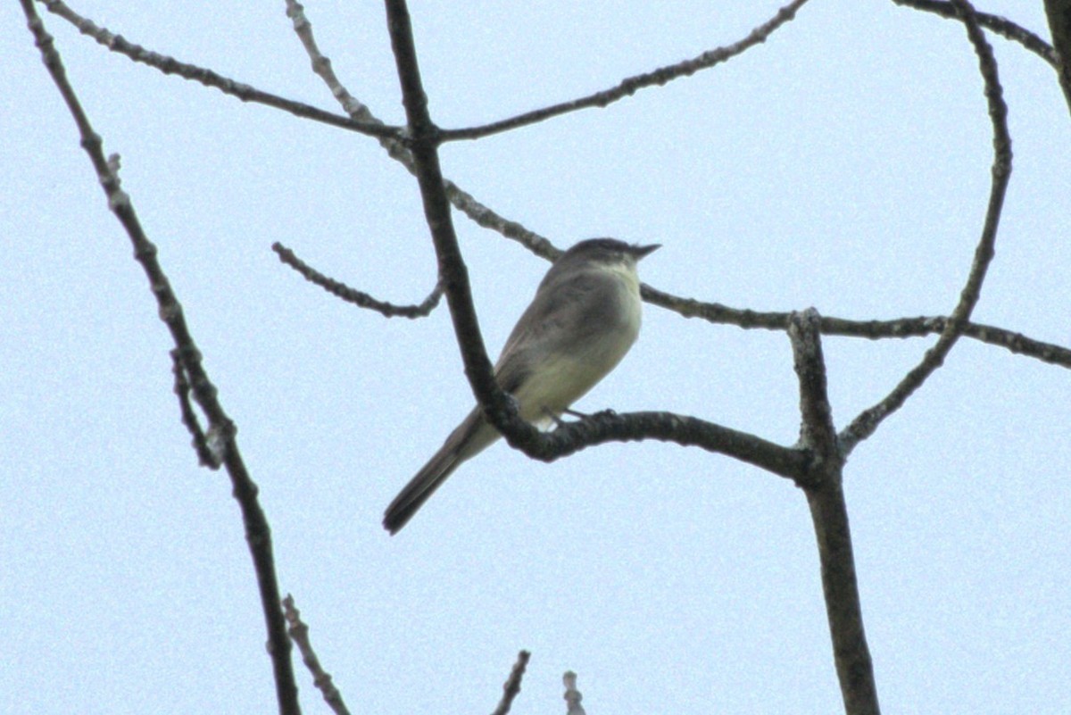 Eastern Phoebe - ML624056654