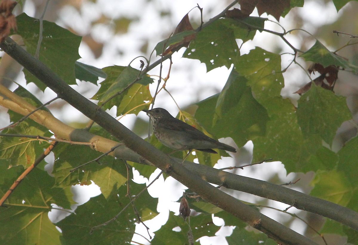 Gray-cheeked Thrush - ML624056655