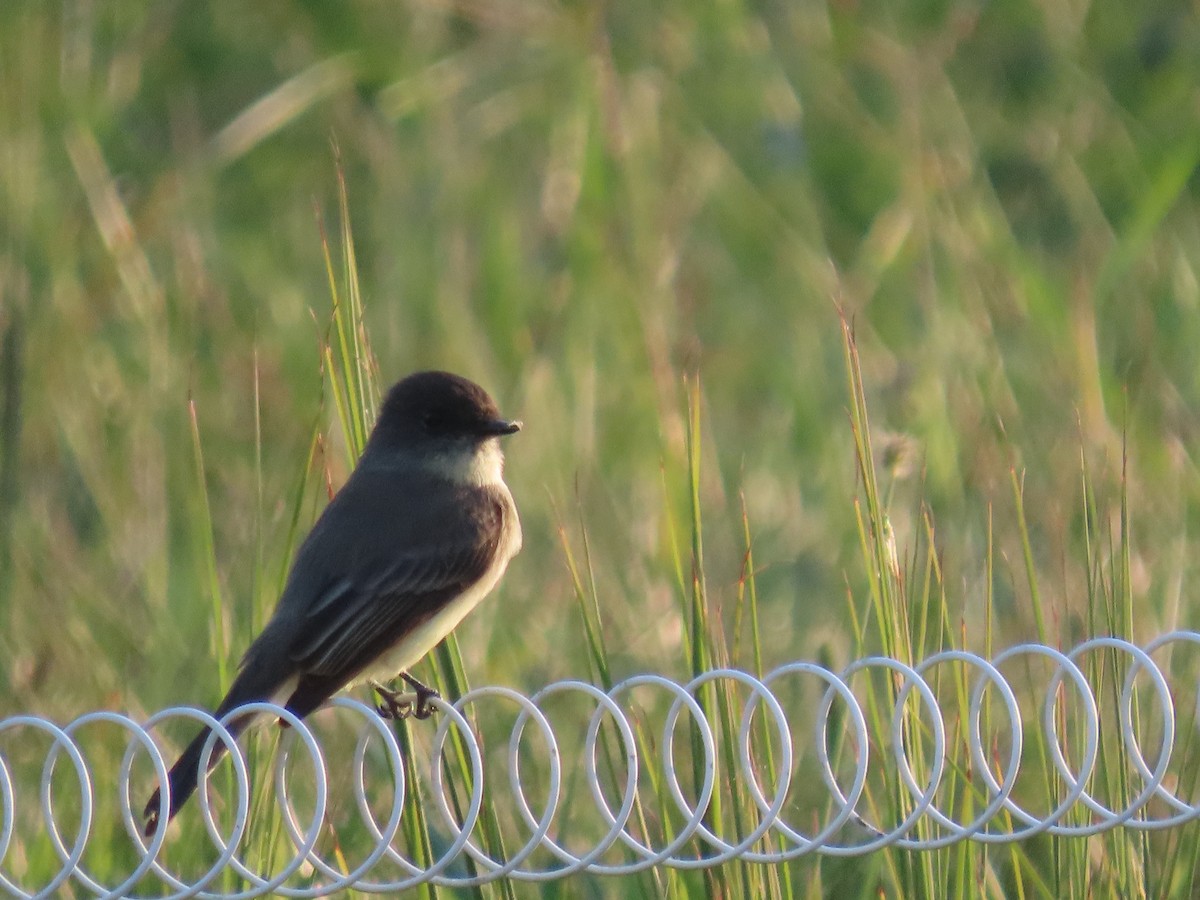 Eastern Phoebe - ML624056661