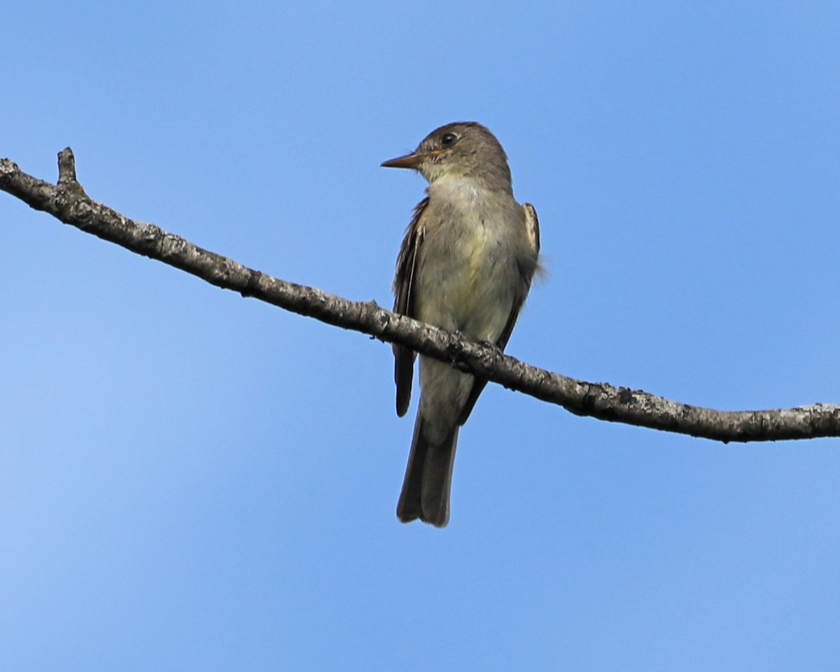 Eastern Wood-Pewee - ML624056690