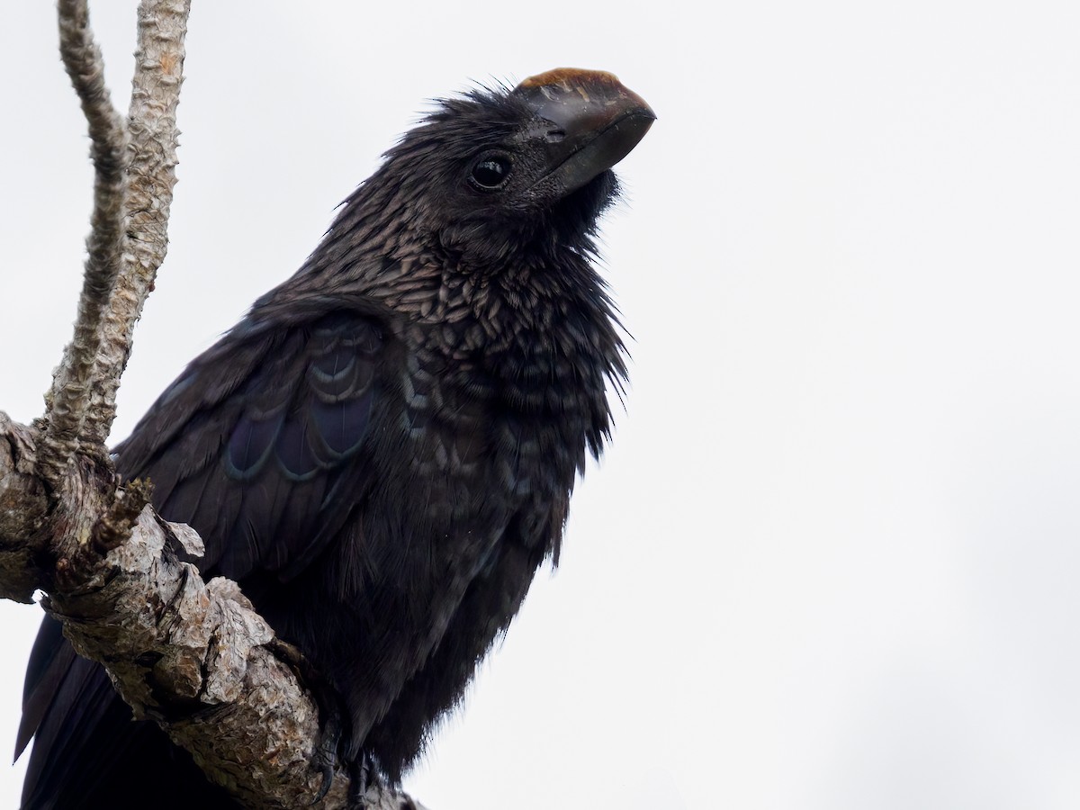 Smooth-billed Ani - ML624056700