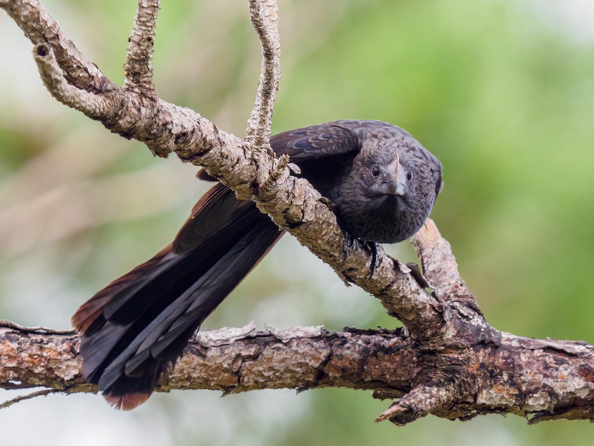 Smooth-billed Ani - ML624056701