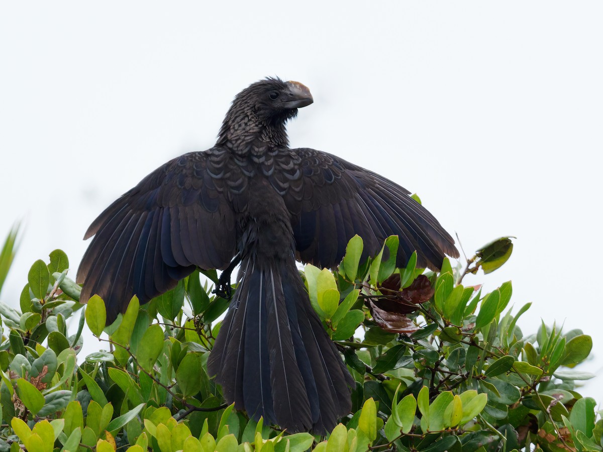 Smooth-billed Ani - ML624056702