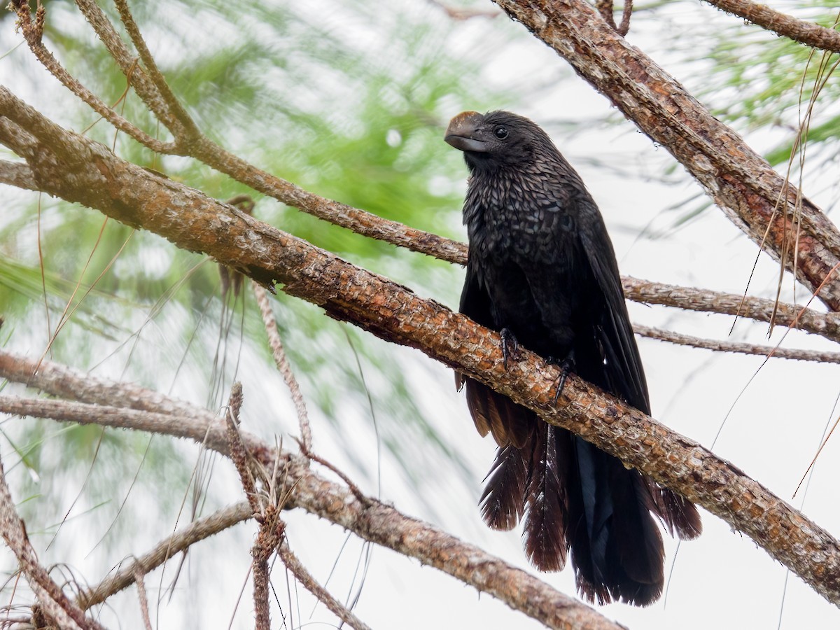 Smooth-billed Ani - ML624056703