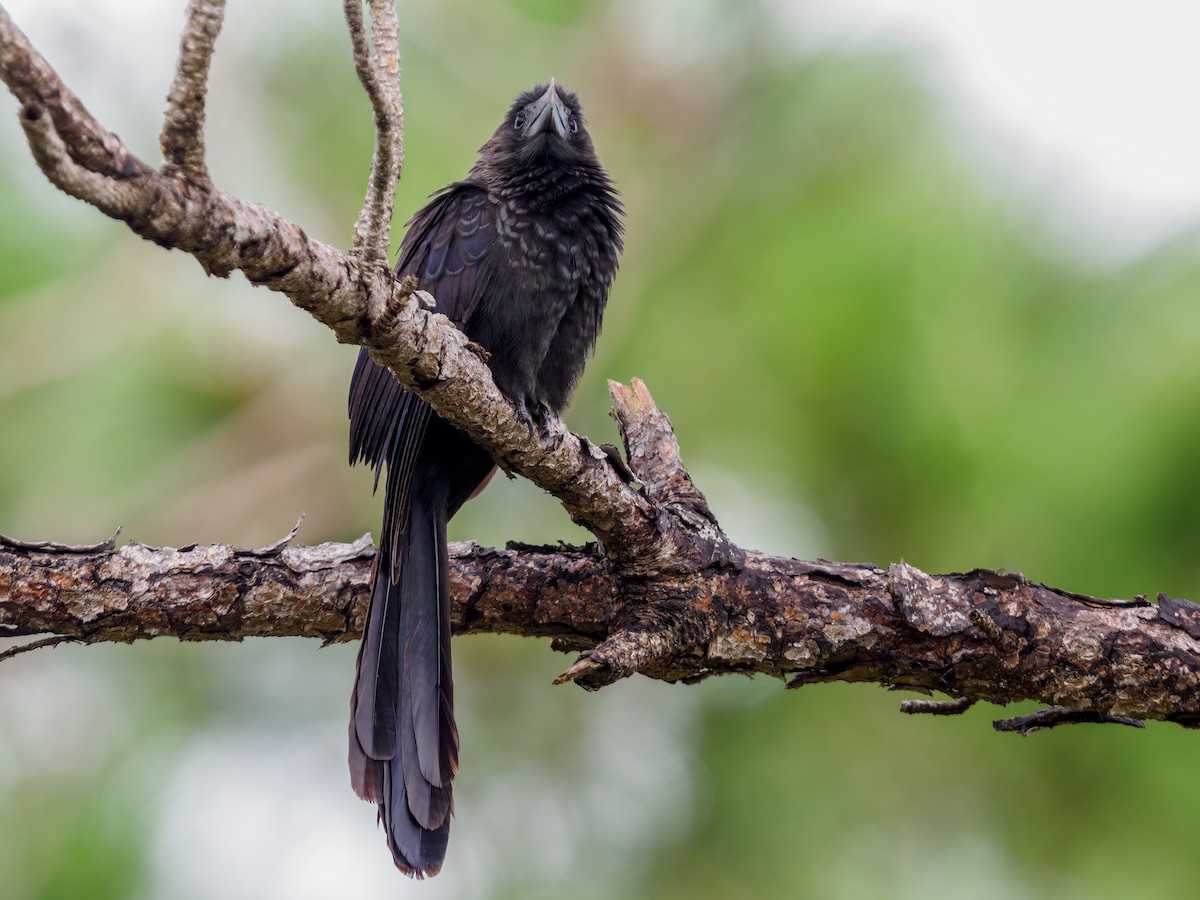 Smooth-billed Ani - ML624056704